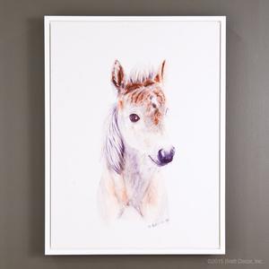 baby horse portrait