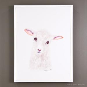 baby lamb portrait